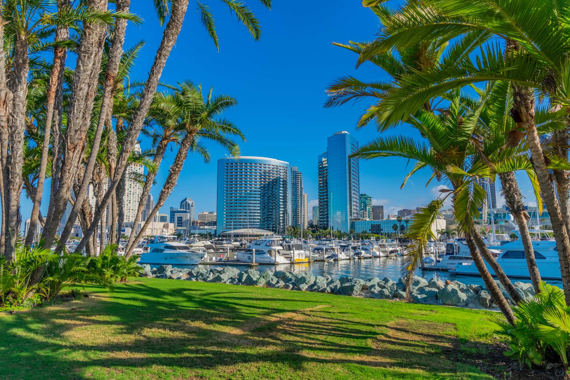 Palm trees in front of San Diego skyline